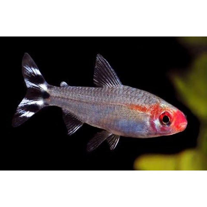 Rummy Nose Red Nose Tetra - Ikan Hias Aquascape