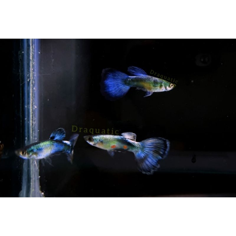 Ikan Guppy blue diamond