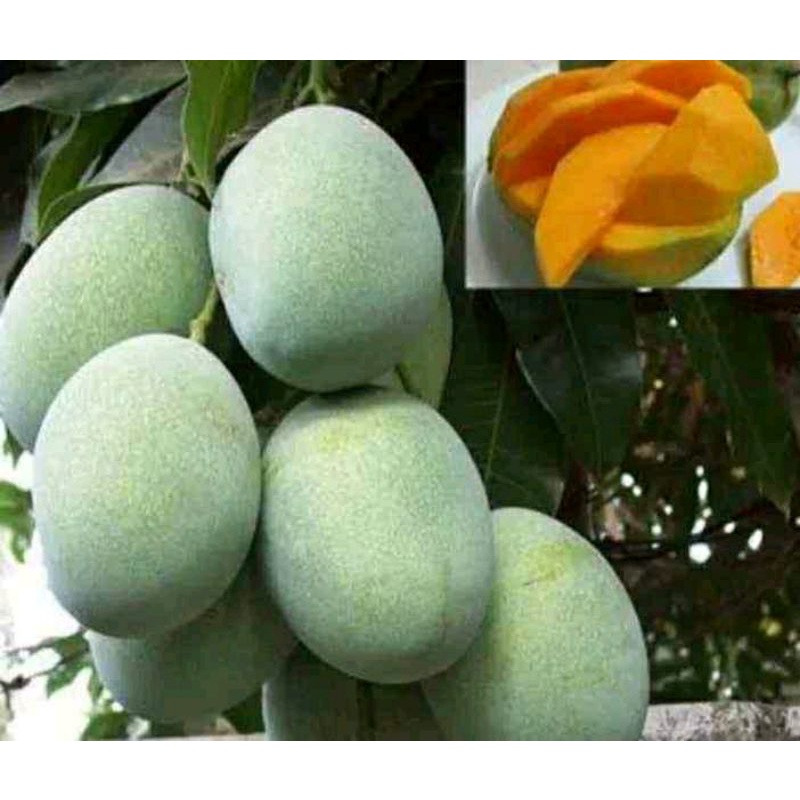 Bibit Mangga Gadung