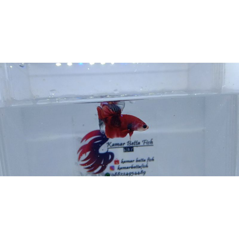 Ikan Cupang Hias Plakat Red Koi Galaxy - Galaksi