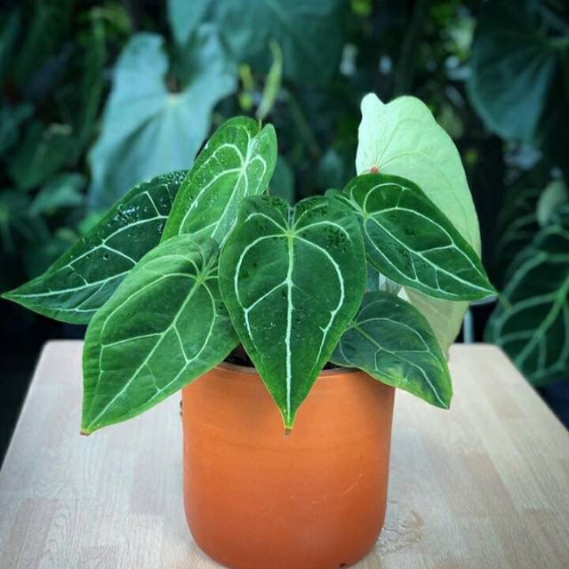 Bibit tanaman hias kuping gajah regale