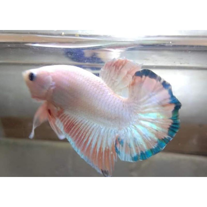 cupang hias pink Flaminggo blue rim