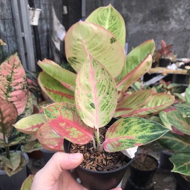 aglonema goliath trah merah baby