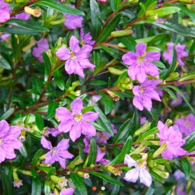 tanaman hias taiwan bunga ungu - bunga taiwan - bunga ungu