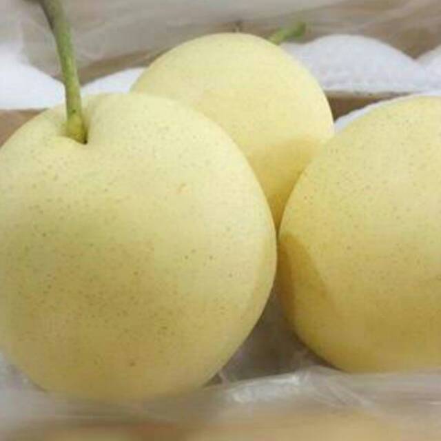 Jual Buah Pear Century Madu Original Jakarta Barat Indostainless Tokopedia