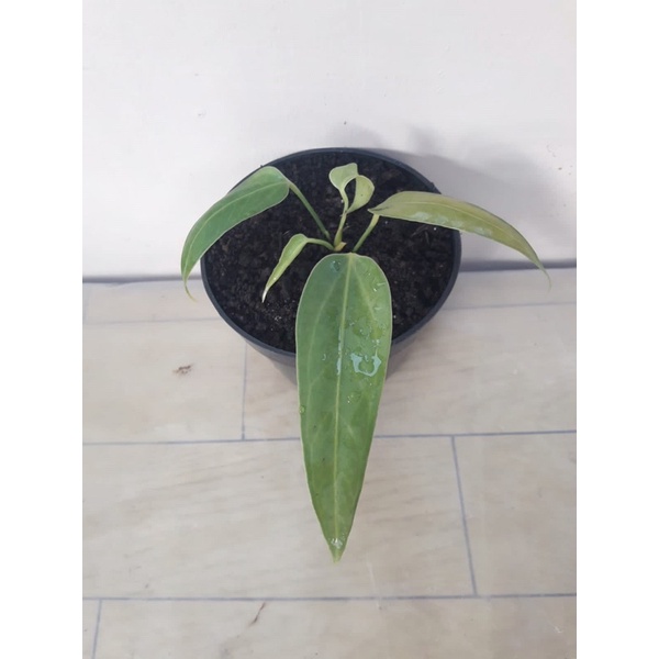 ( Rare anthurium ) anthurium spectabile / anthurium selendang