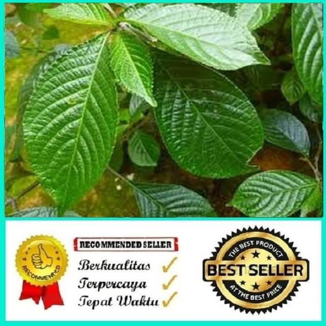 

Jual Daun keji beling atau pecah beling 1kg fresh & organic