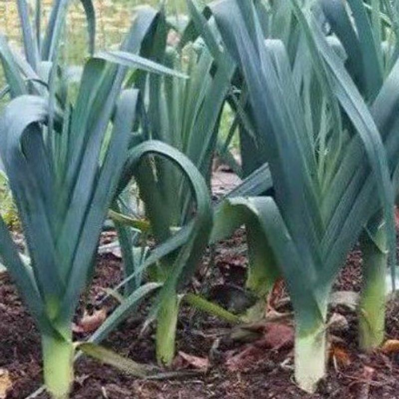 Bibit Sayuran Daun Bawang Prei Hibrida - Benih Sayuran
