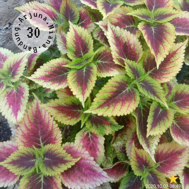 miana kode 30 /Arjuna Miana Bandung