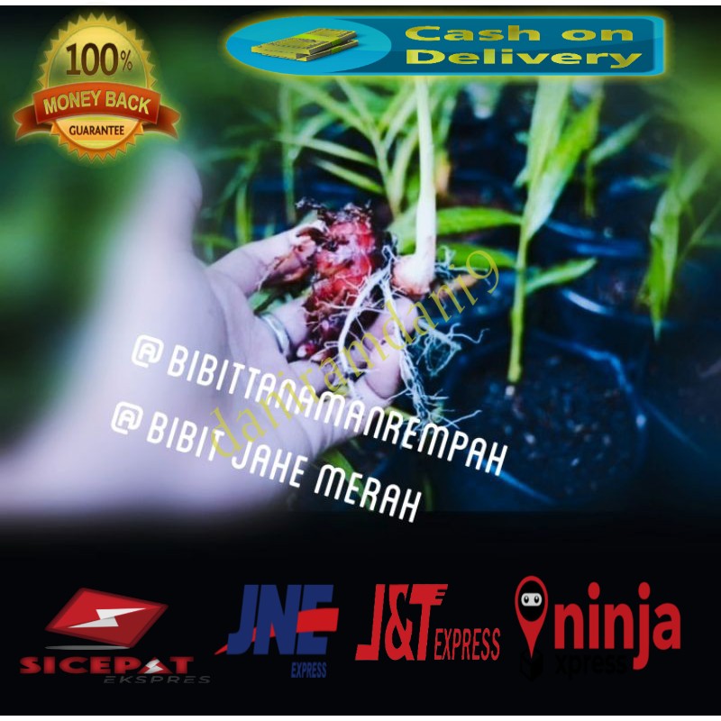 bibit jahe merah unggul jahe merah super bibit jahe merah murah
