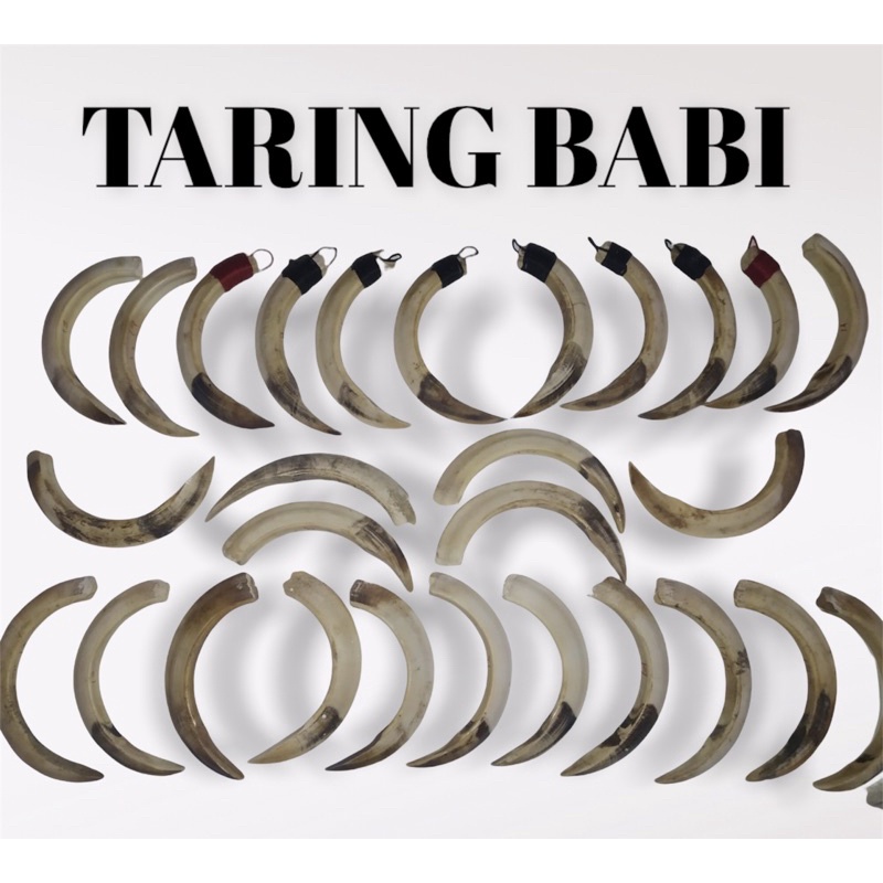 (COD) TARING BABI ORIGINAL 100% ASLI SIZE 13cm