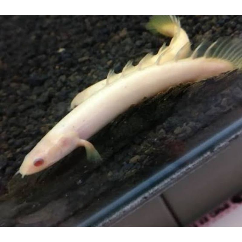 ikan palmas albino