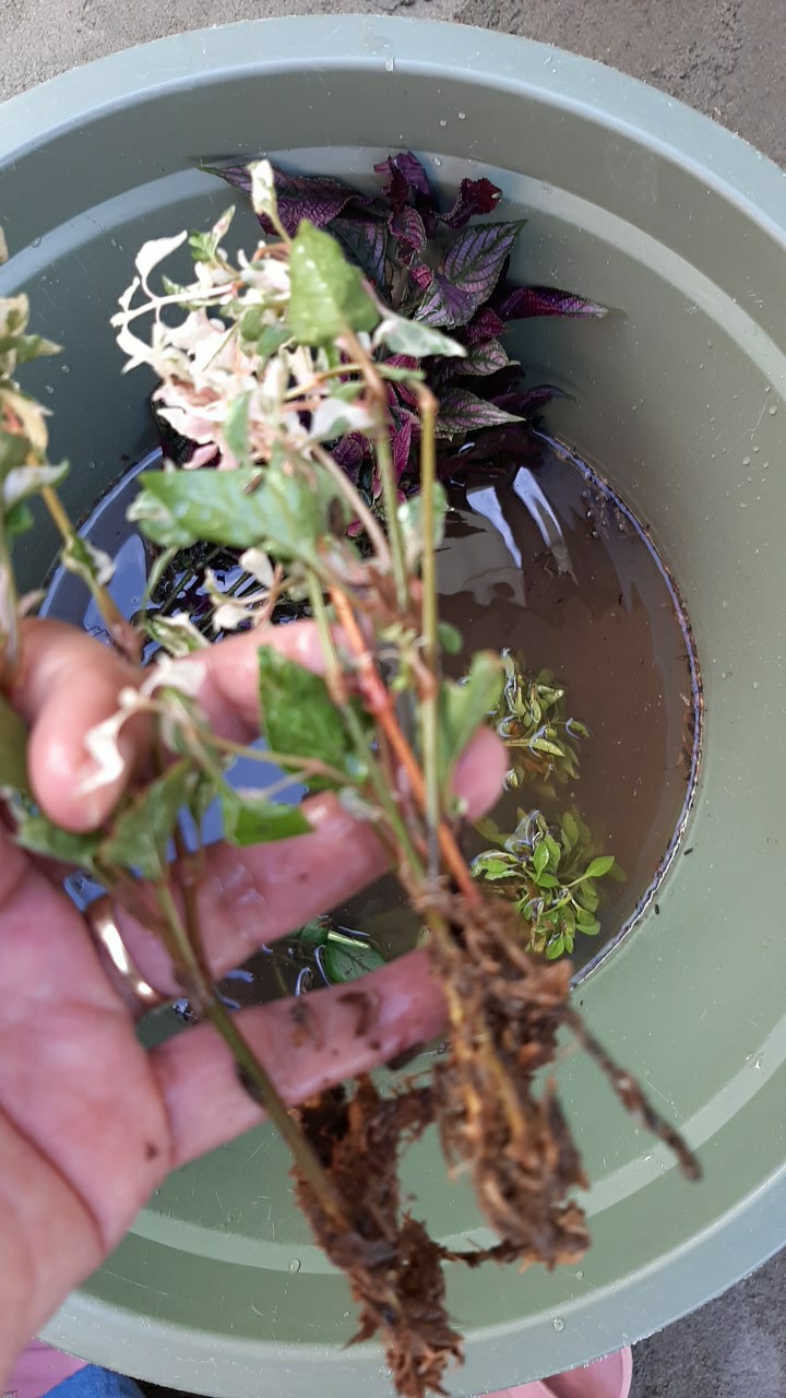 Tanaman Krokot Salju