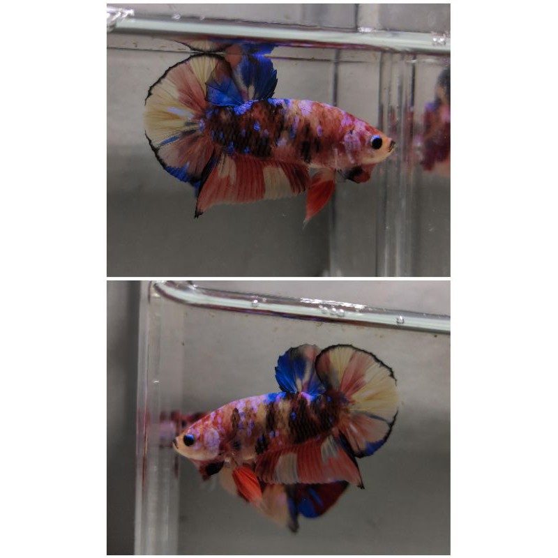 Cupang Yellow base galxy