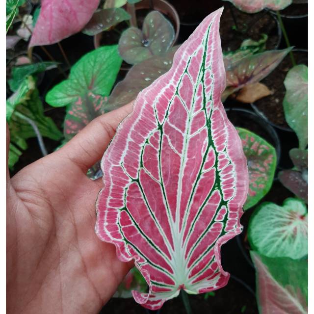 Caladium Wayang Batik Bibit Tanaman Hias Caladium Keladi Import Berkualitas Hemat Murah Shopee Indonesia