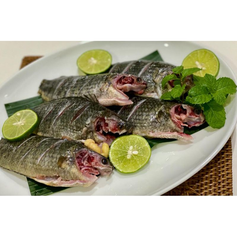 

Ikan betok /Papuyu Konsumsi