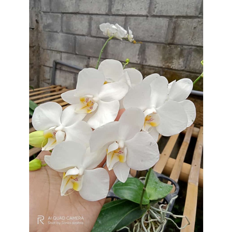 Anggrek bulan pasca bunga jumbo