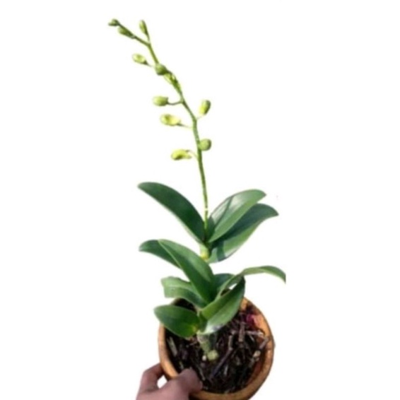 Anggrek Dendrobium Kenop sudah Berbunga