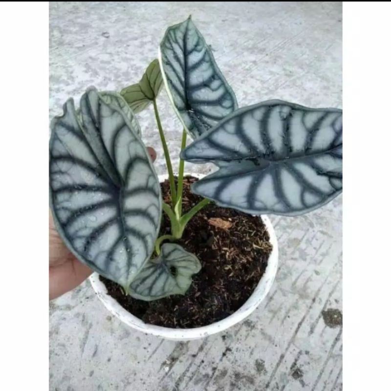 alokasia dragon/keladi tengkorak scale/silver