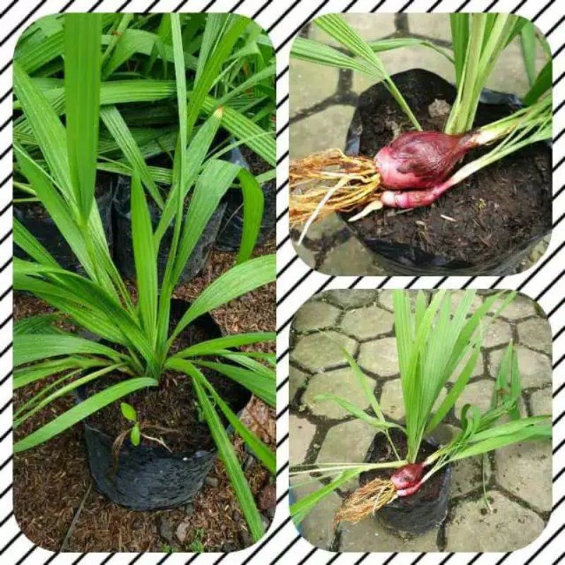 Bibit tanaman bawang dayak/benih bawang dayak