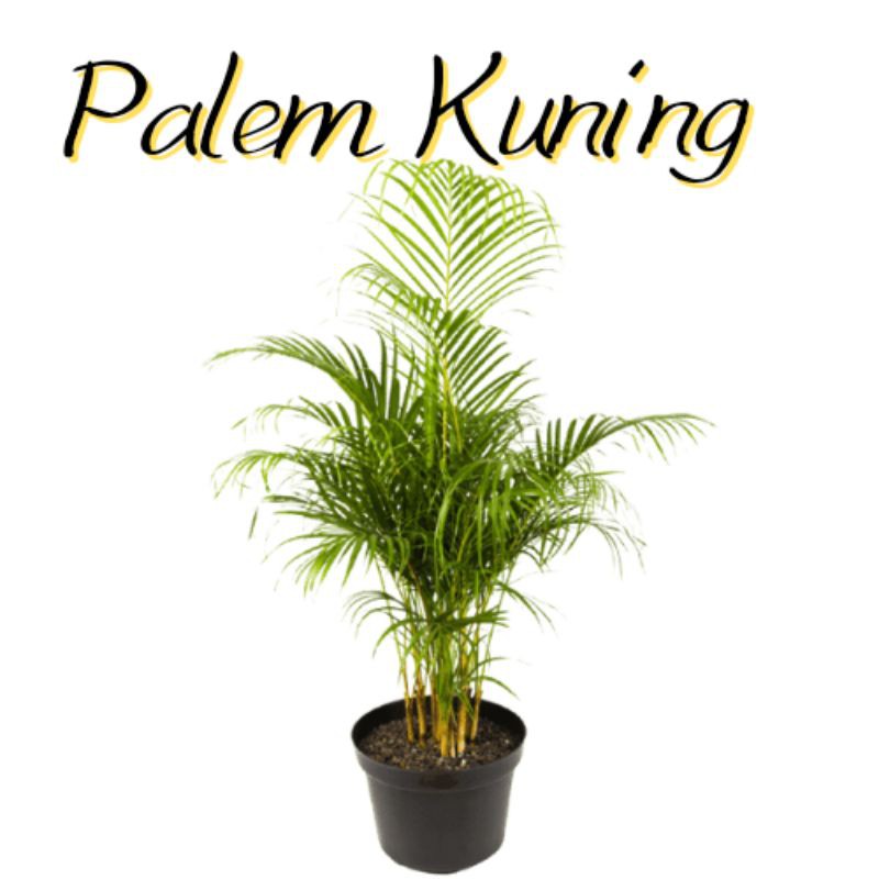 tanaman hias palem kuning - pohon palem - tanaman hias outdoor / tanaman hias indoor
