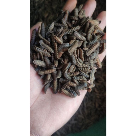 prepupa murah berkwalitas khusus indukan lalat bsf 1000grm
