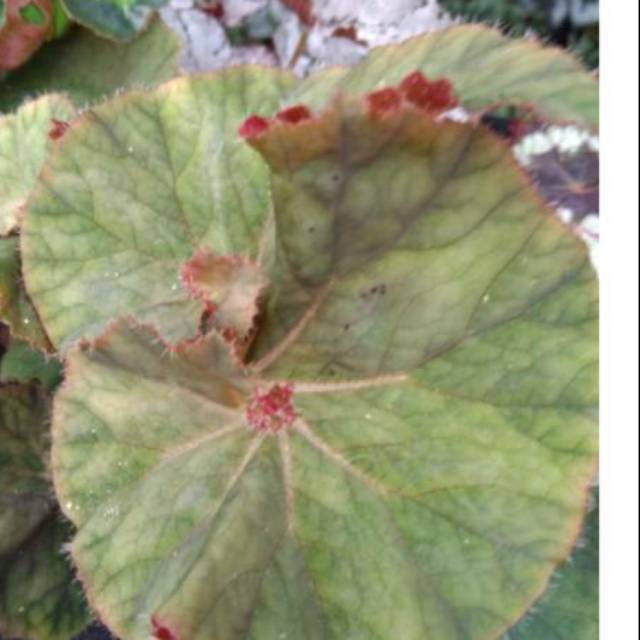 Tanaman hias - begonia bludru