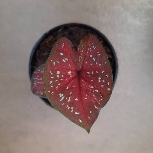 [✅COD] DOH - (BIBIT CALADIUM) / KELADI D.O.H / BIBIT KELADI MURAH