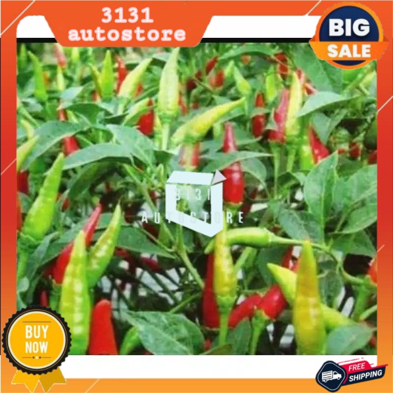 150 BENIH CABAI RAWIT UNGGUL | CABE RAWITA F1 REPACK