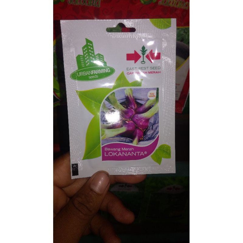 bawang merah lokananta isi 500 butir