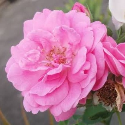 tanaman hias mawar kampung pink jambu