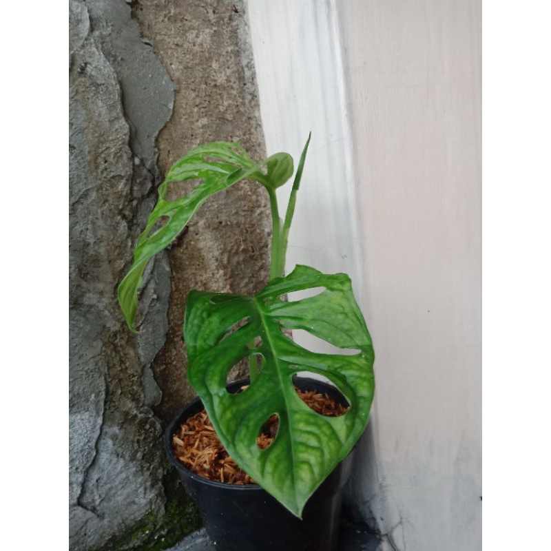 monstera janda bolong acuminata