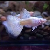 Albino full platinum (AFP)