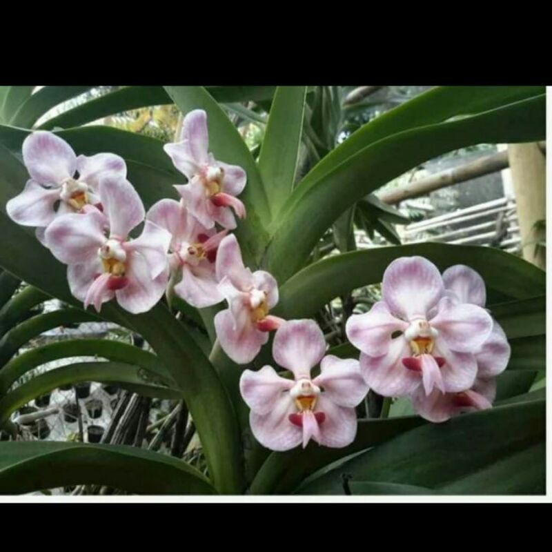 anggrek vanda foetida