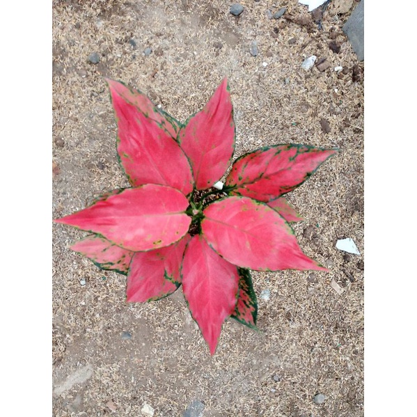 Aglonema Ruby garuda Dewasa