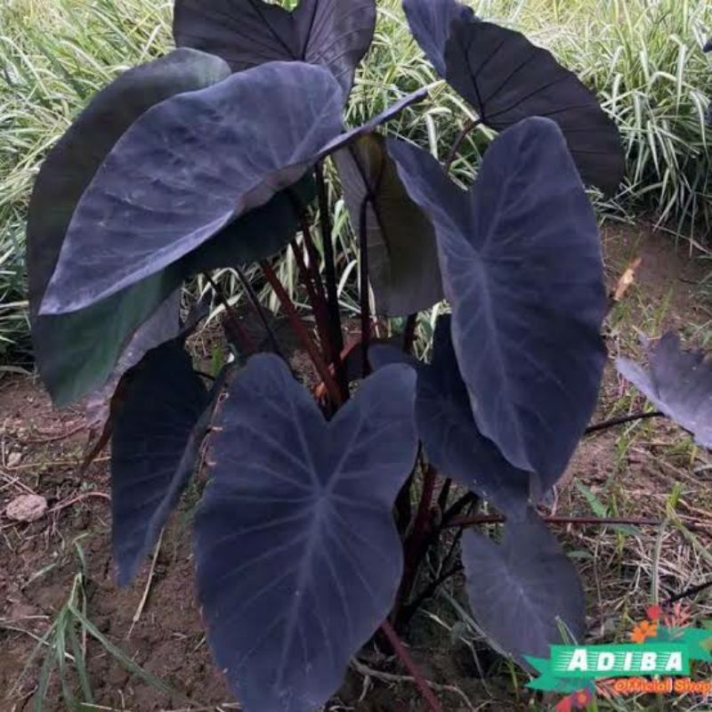 colocasia black magic / alocasia black magic / keladi black magic