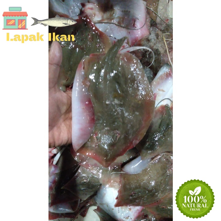 

GROSIR Ikan Pari Segar Hasil Laut Segar 5Kilogram / 10Kilogram