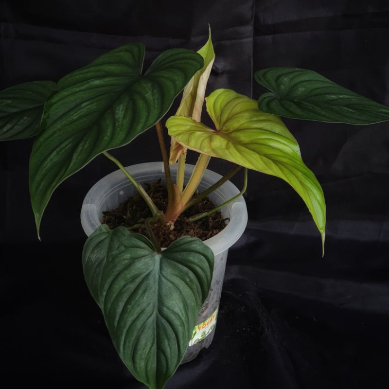 Philodendron Plowmanii Black Face
