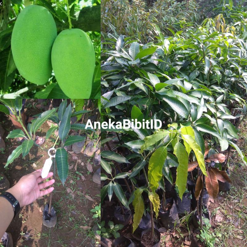 BIBIT MANGGA GADUNG