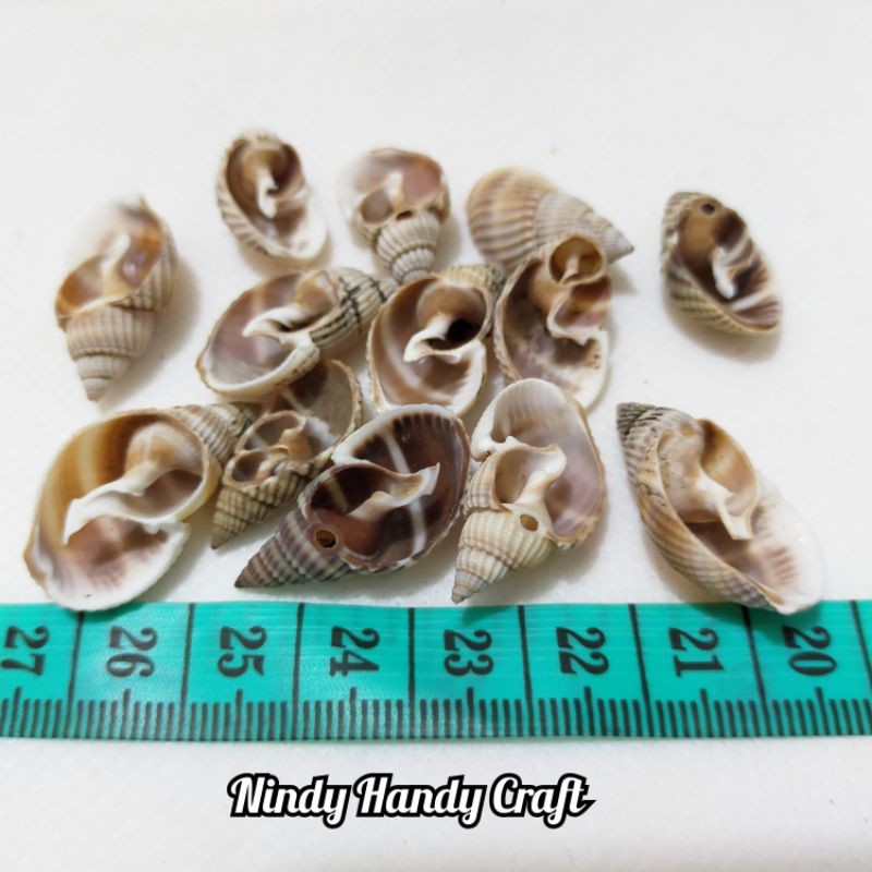 25-35pcs Kerang Kupasan Batik isi 15gram - Kulit Kerang Craft