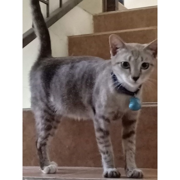 

foto print kucing lucu stiker