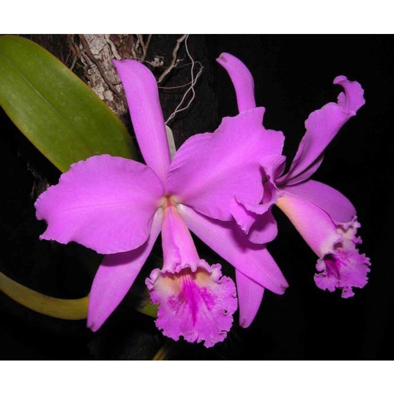 anggrek Cattleya mantini / anggrek Cattleya dewasa / anggrek Cattleya spike / anggrek Cattleya berbu