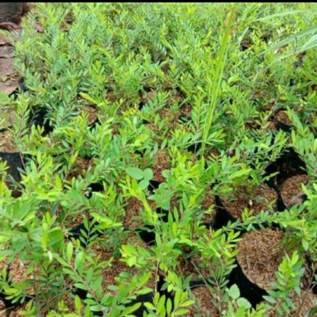 Pohon Cendrawasih-Bibit Bonsay Cendrawasih