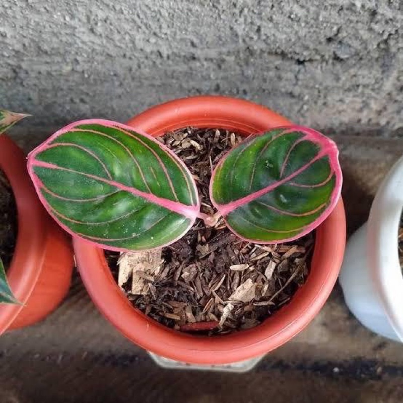 Aglonema khanza anakan / Baby khanza