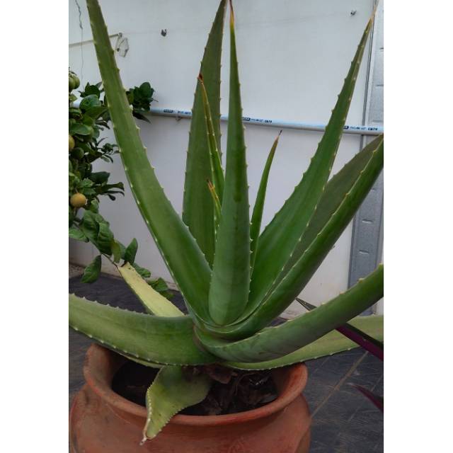 TANAMAN  LIDAH BUAYA KALIMANTAN , ALOE VERA