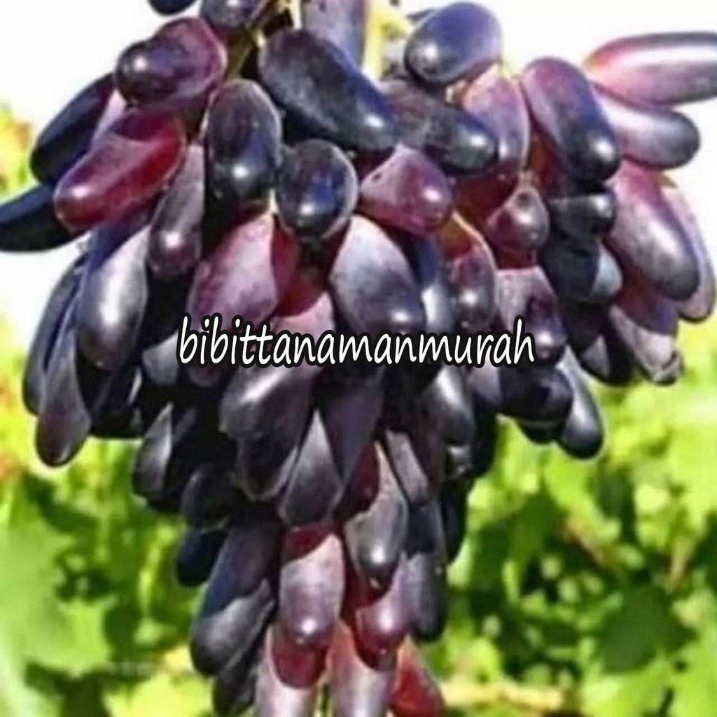 Bibit anggur impor souvenir super