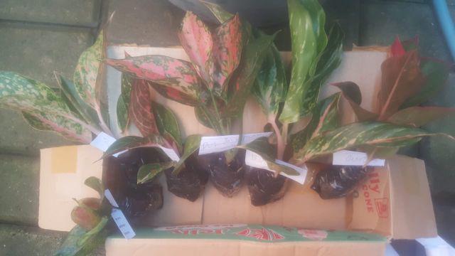 Aglonema Dut Anjamani