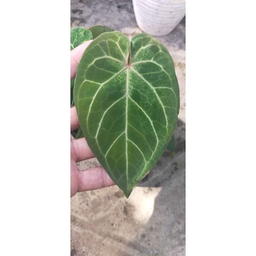 anthurium red of Java king redjava