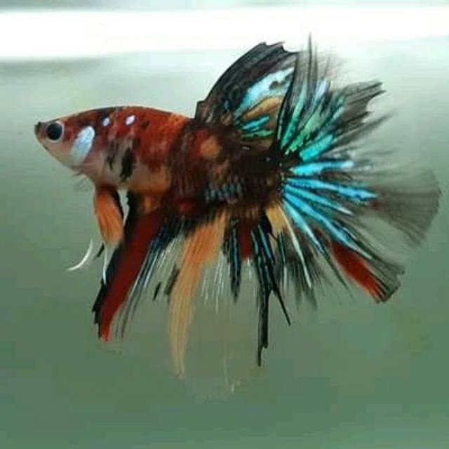  Ikan  cupang  halfmoon koi  halfmoon fancy  kualitas tinggi 