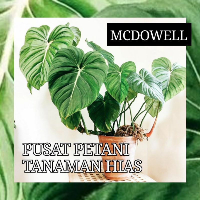 Bibit philodendron Mcdowell batang/binggol